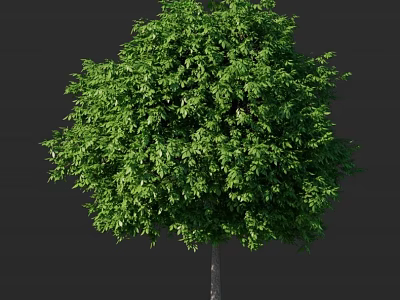 Luxuriant Deciduous Tree With Full Canopy Lush Green Foliage Against Dark Background 3d model