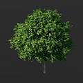 Luxuriant Deciduous Tree With Full Canopy Lush Green Foliage Against Dark Background