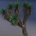 Green Leafy Shrub With Brown Woody Branches And Spiky Foliage In Natural Setting