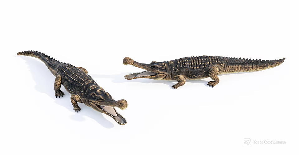 Two Aquatic Animal Crocodile Models With Open Mouths On White Background 3d model 