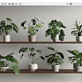Indoor Display Of Green Potted Plants On Wooden Shelves With Various Leaf Shapes