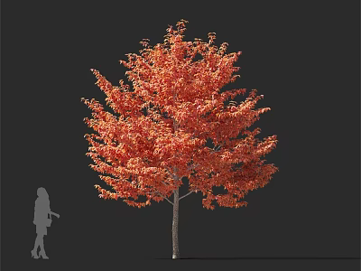 Autumn Arbor With Vibrant Red Foliage And Human Silhouette Against Dark Background 3d model