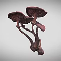 Purple Mushrooms With Multiple Caps Natural Fungi Growth Close Up View