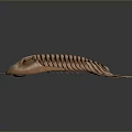 Ancient Trilobite Marine Arthropod With Segmented Exoskeleton And Compound Eyes