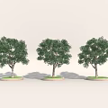 Three Green Arbor Trees With Thick Trunks And Lush Canopies On Circular Bases