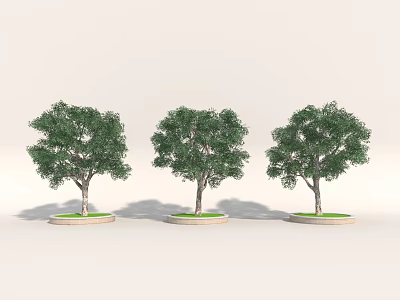Three Green Arbor Trees With Thick Trunks And Lush Canopies On Circular Bases 3d model