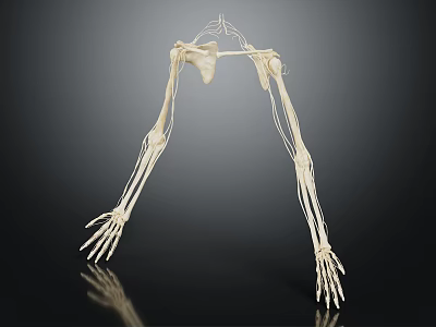 Human Skeleton Arm Hand And Shoulder Bone Structure Anatomical Model 3d model