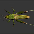Green Grasshopper with Long Hind Legs and Textured Body on Dark Reflective Surface