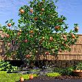 Fruit Bearing Tree with Green Leaves Red Fruits Bamboo Fence and Fruit Basket in Garden