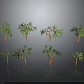 Various Green Plants With Different Heights And Leaf Shapes On Gray Background