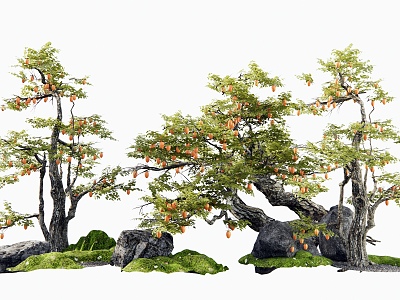 New Chinese Persimmon Tree Landscape Tree Arbor Old Pile Fruit Tree Stone Micro-terrain Moss Landscape Dry Landscape 3d model