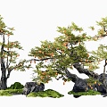 New Chinese Persimmon Tree Landscape Tree Arbor Old Pile Fruit Tree Stone Micro-terrain Moss Landscape Dry Landscape 3d model