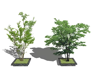 Modern Tree Plants 3d model
