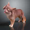 Brown and Tan Chihuahua in Standing Pose with Shiny Coat on Gray Background