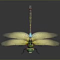 Green Dragonfly With Yellow Transparent Spread Wings And Green Body On Dark Background 3d model