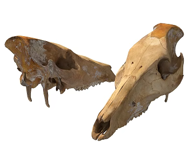 Medical Teaching Anatomical Models Two Animal Skull Tools For Education 3d model