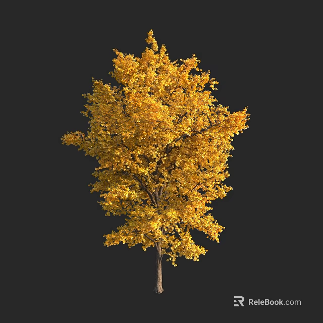 Vibrant Arbor Tree With Golden Yellow Autumn Leaves Isolated On Black 3d model 