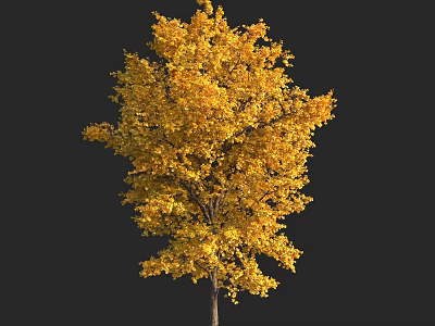 Vibrant Arbor Tree With Golden Yellow Autumn Leaves Isolated On Black 3d model