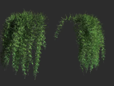 Lush Green Hanging Shrubs With Trailing Branches And Dense Foliage 3d model
