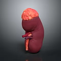 3D Model of Human Kidney with Red Purple Structures and Red Blood Vessels
