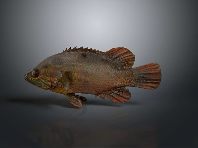 Colorful Brown And Red Fish With Scales And Fins On Gray Background 3d model