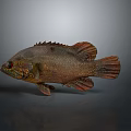 Colorful Brown And Red Fish With Scales And Fins On Gray Background