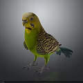 Colorful Budgerigar With Yellow Head Green Body And Blue Tail On Black Reflective Background