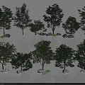Different Types of Arbor Trees with Green Foliage and Stones Group Arrangement