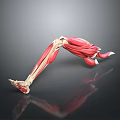 Detailed Human Leg Muscle Anatomy 3D Illustration Showing Muscle And Bone Structure