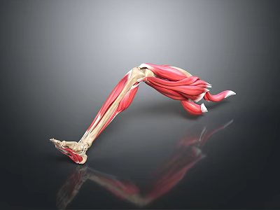 Detailed Human Leg Muscle Anatomy 3D Illustration Showing Muscle And Bone Structure 3d model