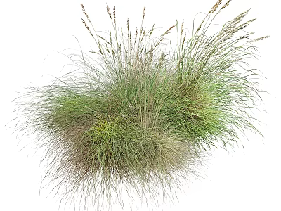 Decorative Ornament Set With Herbaceous Plants Green And Light Brown Grass Blades For Home Decor 3d model