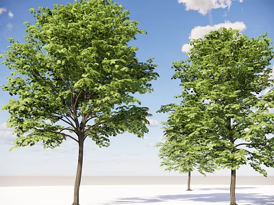 Modern landscape tree courtyard tree tall tree green tree deciduous tree landscape tree greening tree courtyard tree arbor tree big tree plant trees 3d model