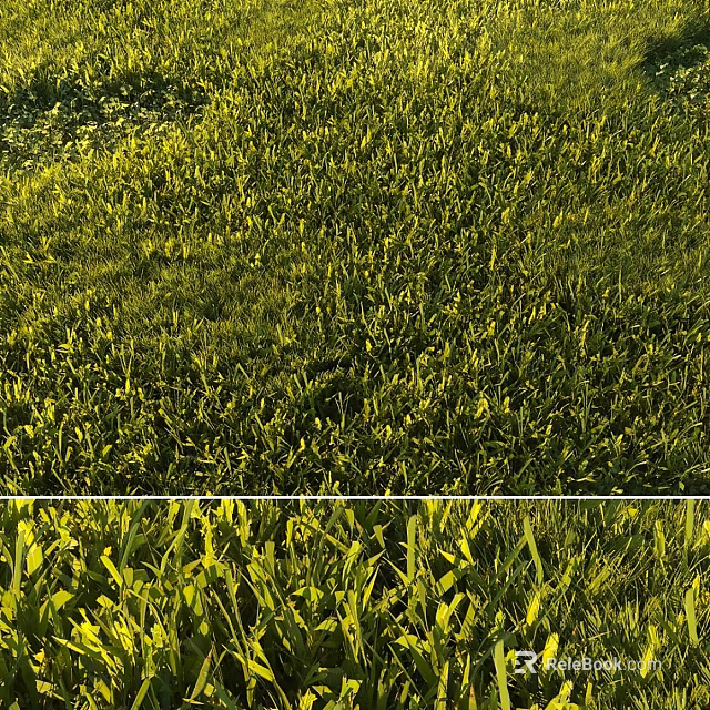 Lush Green Garden Lawn With Sunlit Grass Blades And Natural Textured Surface 3d model 
