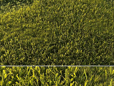 Lush Green Garden Lawn With Sunlit Grass Blades And Natural Textured Surface 3d model