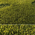 Lush Green Garden Lawn With Sunlit Grass Blades And Natural Textured Surface