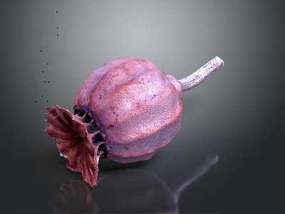 Pinkish Purple Poppy Pod With Stem And Residual Petals 3D Rendered On Dark Background 3d model
