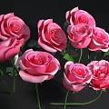 Blooming Beautiful Pink Roses With Fresh Green Leaves On Dark Background