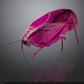 Pink Cockroach With Yellow Eyes And Transparent Wings On Dark Background With Reflection