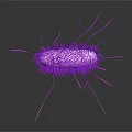 Purple Rod Shaped Bacteria With Hair Like Fimbriae And Flagella In 3D Rendered Microscopic View