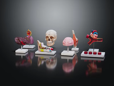 Abdominal Organs Anatomical Model Display With Skull Brain Leg And Heart Models On Stands 3d model