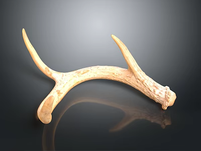 Detailed Deer Antler Organ With Natural Texture Isolated On Dark Background 3d model