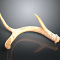 Detailed Deer Antler Organ With Natural Texture Isolated On Dark Background