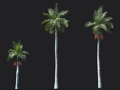 Three Palm Trees In Various Sizes With White Trunks Green Fronds And Red Fruits 3d model
