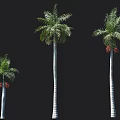 Three Palm Trees In Various Sizes With White Trunks Green Fronds And Red Fruits