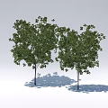 Two Green Leafy Trees With Slender Trunks And Shadows On White Ground 3d model