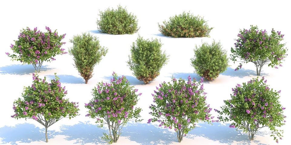Various Types of Garden Shrubs with Purple Flowers and Green Foliage 3d model 