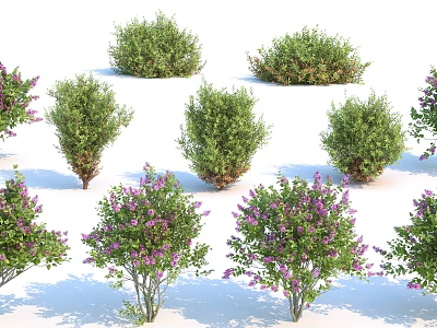 Various Types of Garden Shrubs with Purple Flowers and Green Foliage 3d model