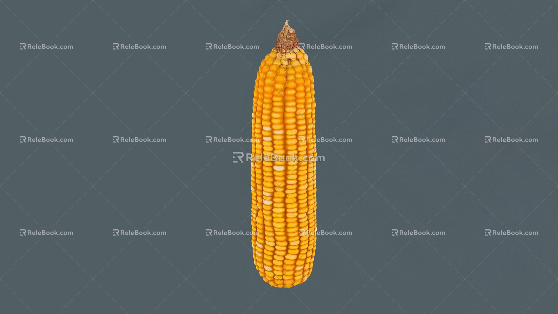 corn corn corn vegetables crops grain 3d model