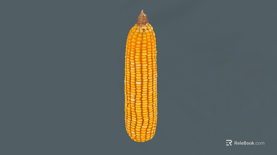 Whole Yellow Corn Cob Fresh Vegetable Displayed on Gray Background 3d model 