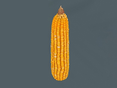 corn vegetables crops grain 3d model